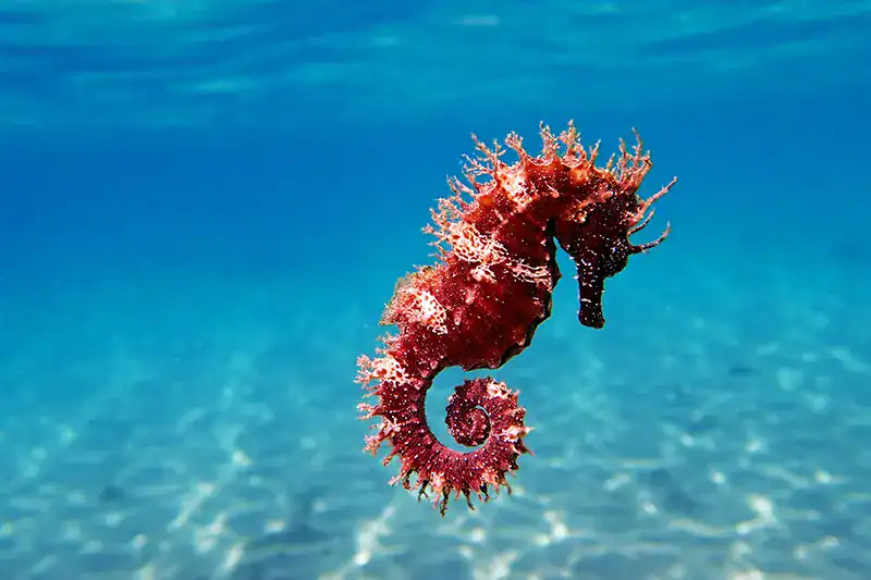 A seahorse poses for the camera
